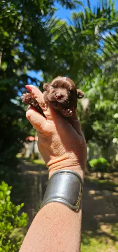 Shih-tzu Macho chocolindo demais