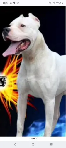 Dogo argentino disponível para cruzar 