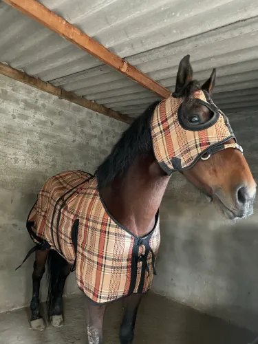 Cavalo mangolino