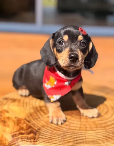 Linguicinha Dachshund 
