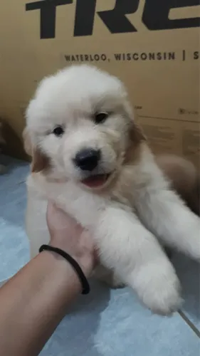 filhotes pedigree Golden 