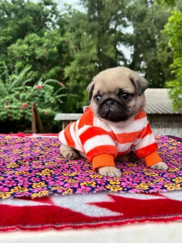 Filhote de pug