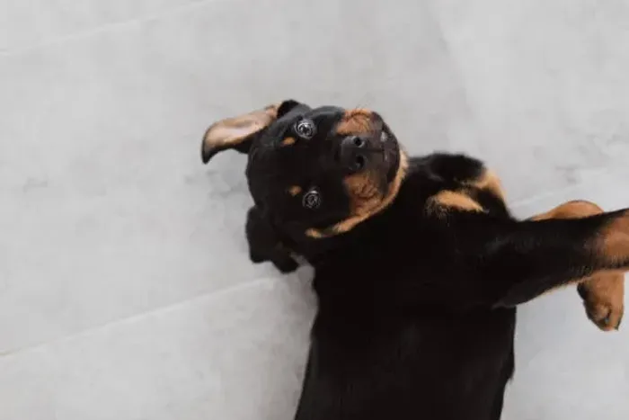 Filhotes de Rottweiler ? Inteligentes, Leais e Bem Criados  