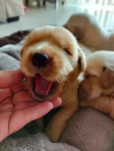 Golden Retriever para doação