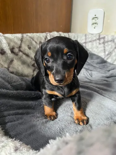 Salsichinha, Dachshund miniatura