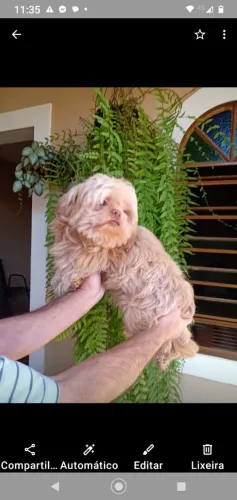 Shih tzu adulto bom padreador ele tem 3 anos 