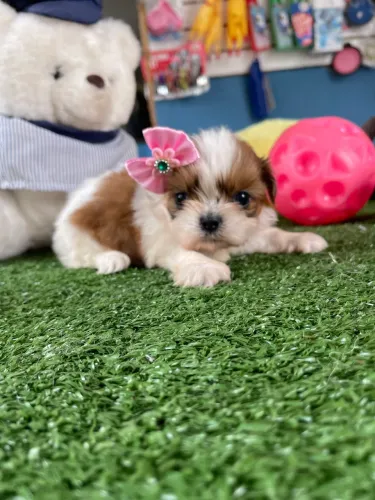 Shih tzu mini fêmea $2.300,00