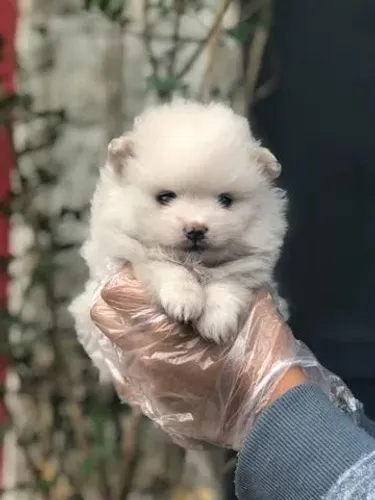 Spitz Alemão Anão: Um Pequeno Grande Companheiro