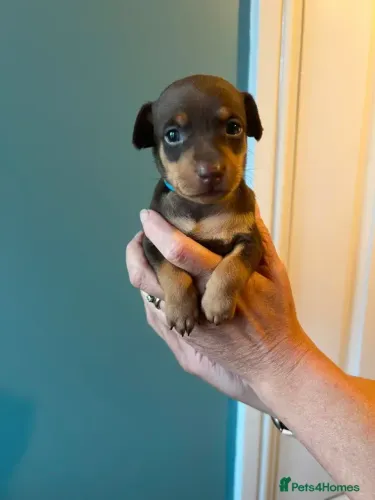 Filhotinhos Pinscher/Pincher Zero de Raça Macho e Fêmea Vacinados em SP