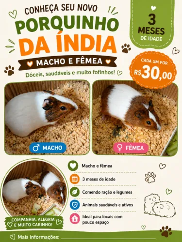 Porquinho da índia