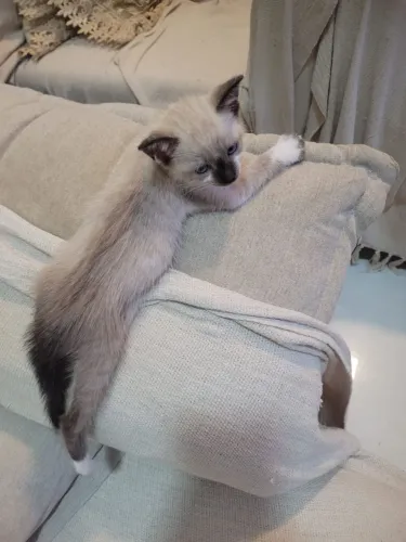 Gatinho siamês para adoção responsável