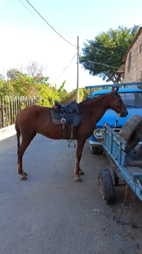 Vende se égua mangalarga marchador 