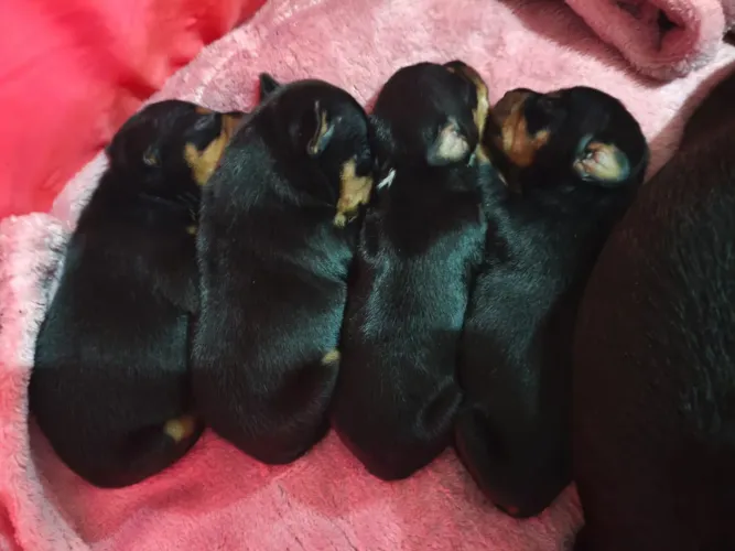 Filhote de Pinscher disponível