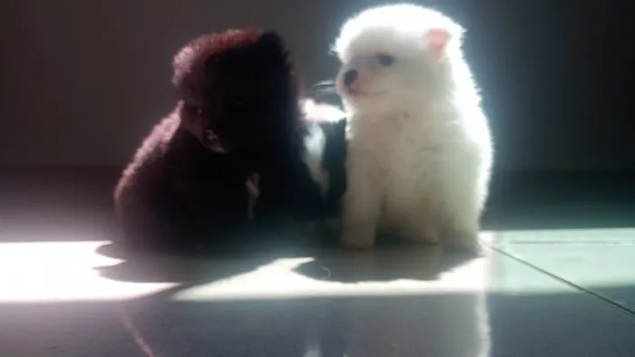 Lulu da Pomerânia Anã Com Pedigree 