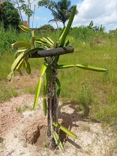 MUDA DE PITÁIA COM ESTACA 