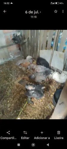 5 pintos com 2 meses e meio raça bhrama 