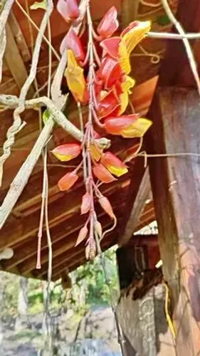 Jardinagem, cuidador Pet e pequenos reparos e instalações.