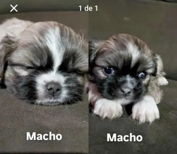 Shihtzu macho 