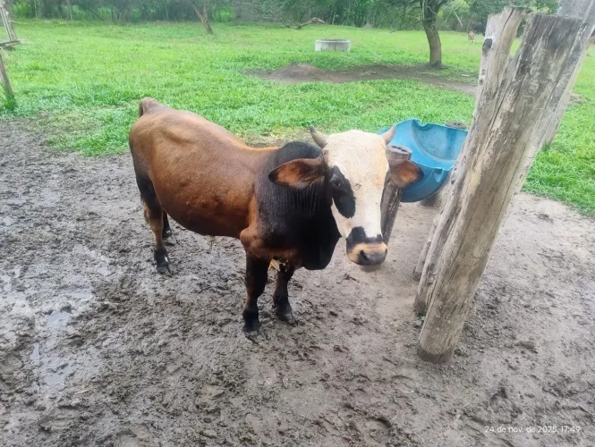 Mini vaca e mini boi