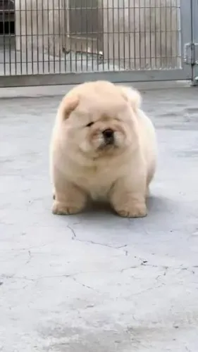 Chow Chow filhotes