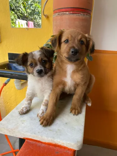 Filhote de cachorro pequeno porte