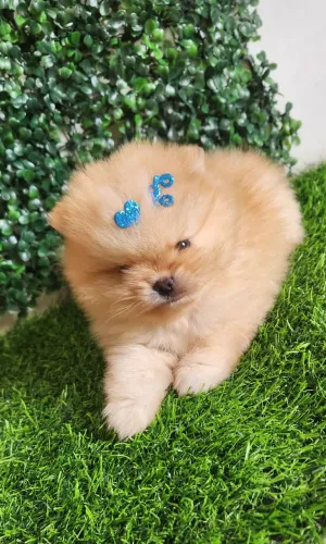 Lulu pomerania. 