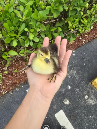 Filhote Pato