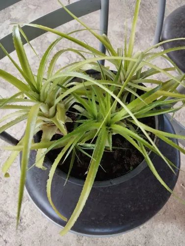 Vaso com mudas de mini abacaxi 