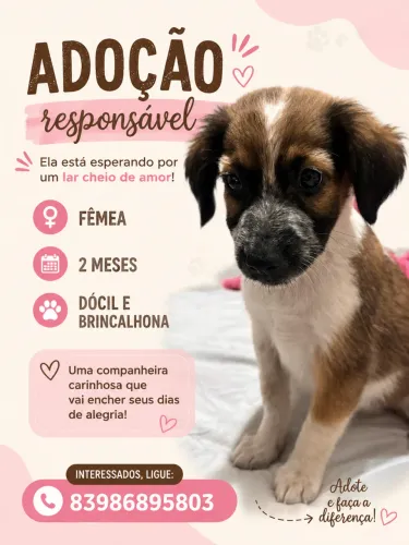 Cachorra Adoção 
