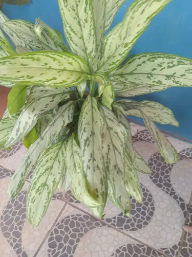 Plantas