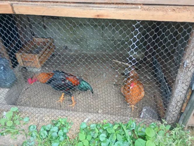 Galo índio primeira linha 