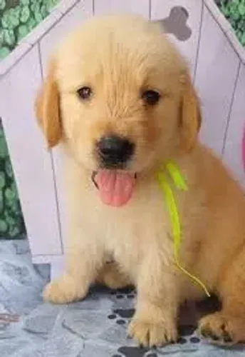 Golden Especialista em alegrar qualquer dia.