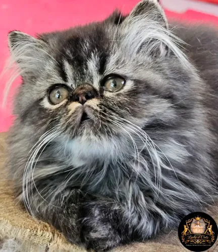 Gato persa macho