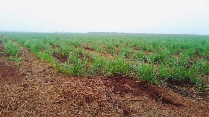 Fazenda de cana 1+3 pagamentos 