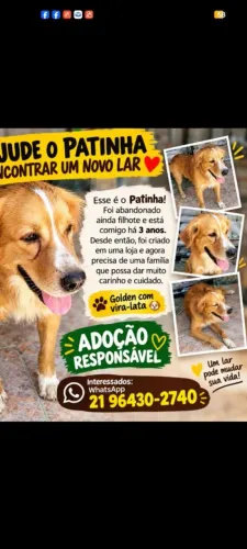 Cachorro 