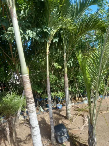 Palmeira imperial 