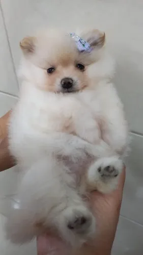 Lulu da Pomerania o presente perfeito para sua família