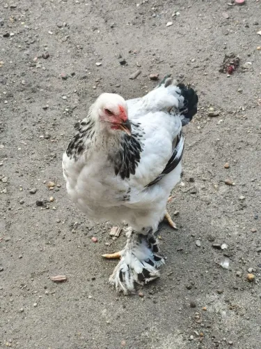 Frangos da raça brahma