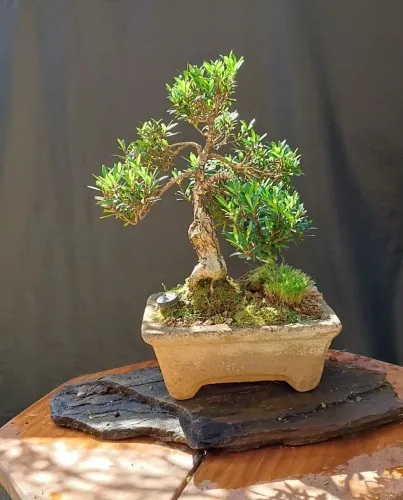 Bonsai cereja anã