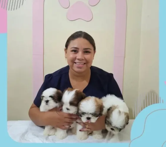 Shih tzu promoção 0
