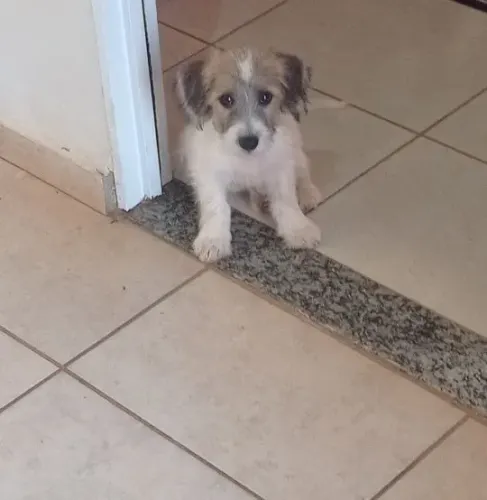 Animais para adoção