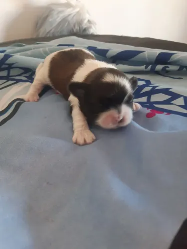 Shihtzu femea