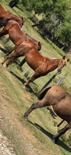 Cavalos 