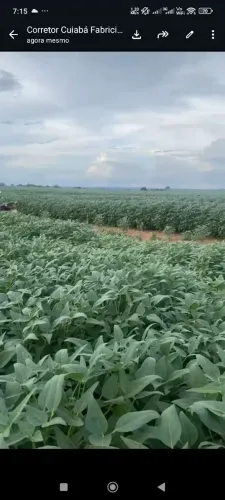Fazenda de arrendamento pra Soja, 4.100hec e plantando hoje 2.250hec argila 35%