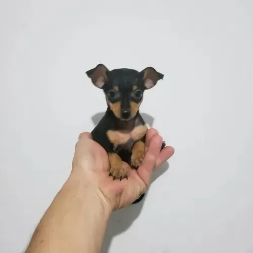 Pinscher Micro Face zero