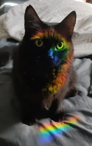 Adoção responsável - gata fêmea castrada