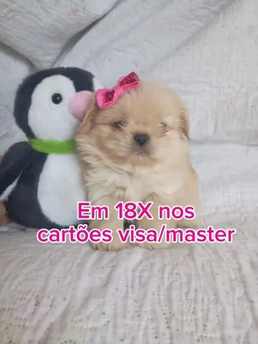 Shihtzu menina 
