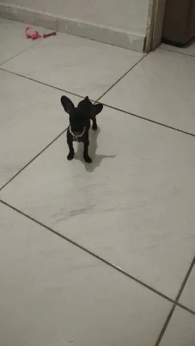 Cachorro
