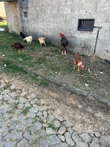 Galinhas caipira