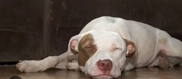 Doa se um cachorro Pit Bull